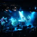 Guillemots portrait